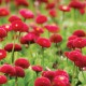 Osłona balkonowa jednostronna - czerwone kwiaty