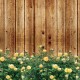 Osłona balkonowa jednostronna -  Żółte róże na deskach
