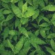 Osłona balkonowa jednostronna - Zielone liście