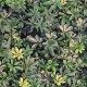 Osłona balkonowa jednostronna - Zielone krzewy